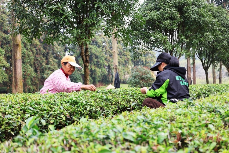 茶农在采茶。