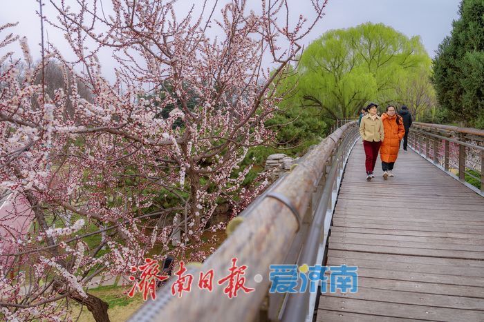 济南泉城公园：山杏花迎春绽放 市民踏青赏春正当时