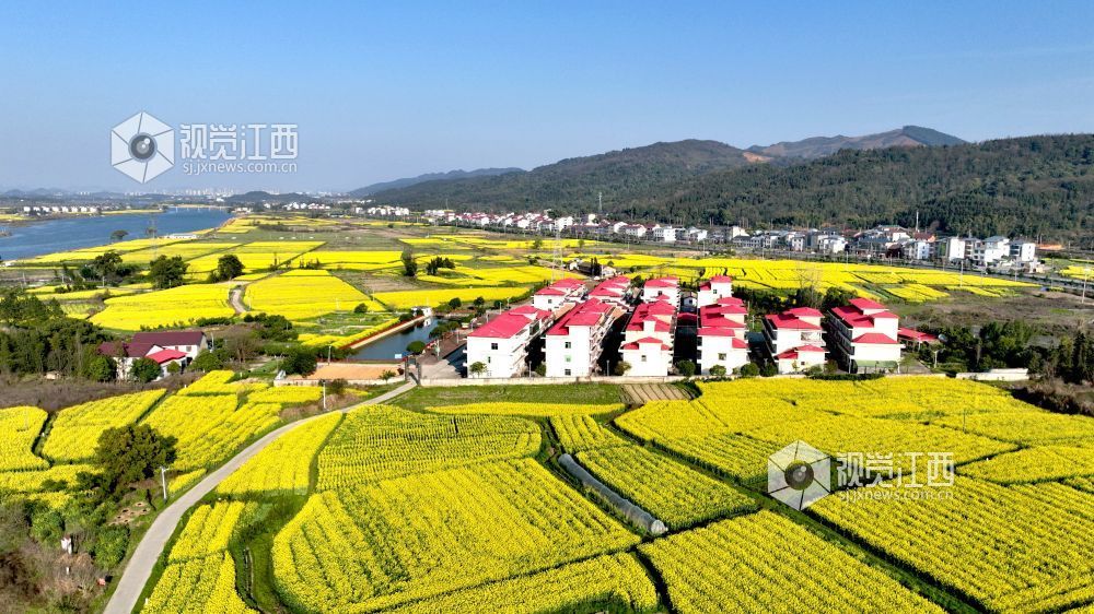 江西分宜：油菜花开 春满大地（图）