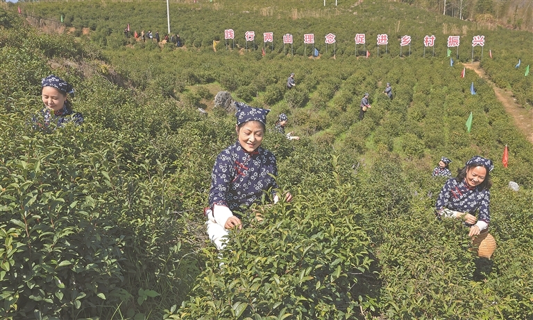 铅山县：采摘春茶（图）