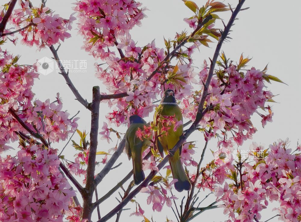 江西分宜：枝头春意浓 灵鸟花间戏（图）