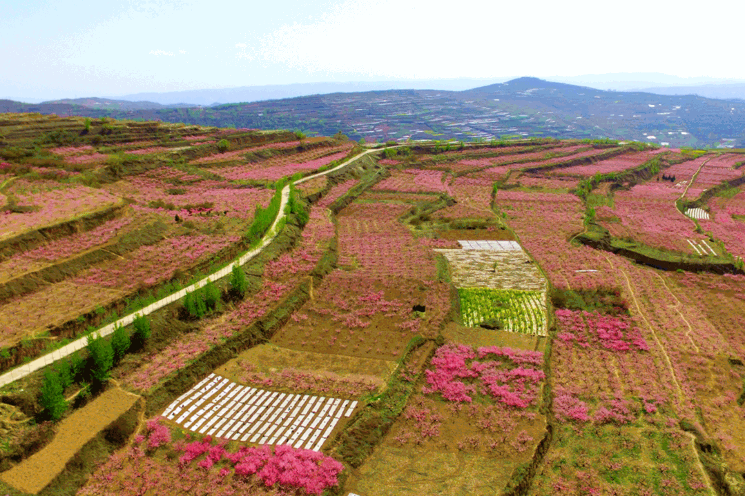 图源：天水秦安发布