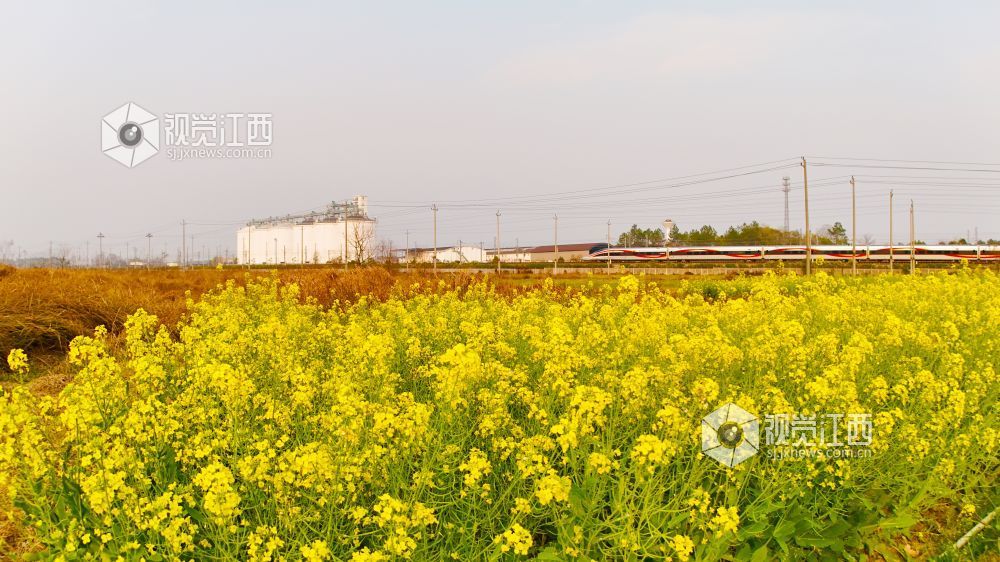 3月16日,在江西省吉安市泰和县境内,京九铁路旁百亩油菜花海金浪翻涌。