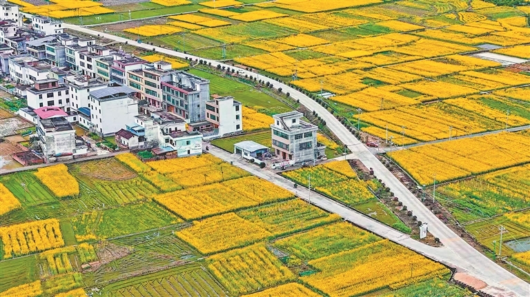 赣县区：千亩油菜花进入最佳观赏期（图）