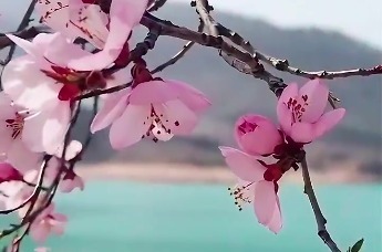 崆峒山邀你共赏十里桃花　玩转春日仙境