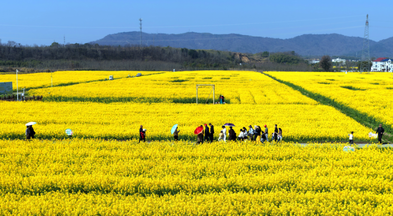 九江湖口：万亩油菜花竞相绽放 乡村赏花游持续升温