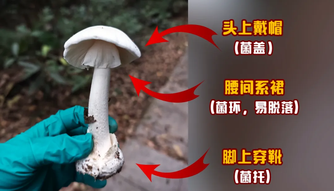 野生蘑菇不要采，深圳已报告2起自行采食中毒事件