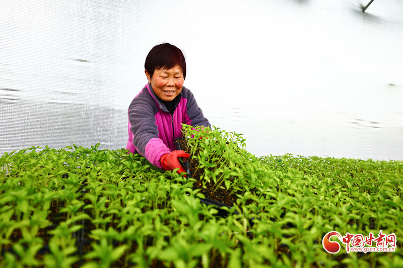 “老把式”们凭借科技“掌”握先机