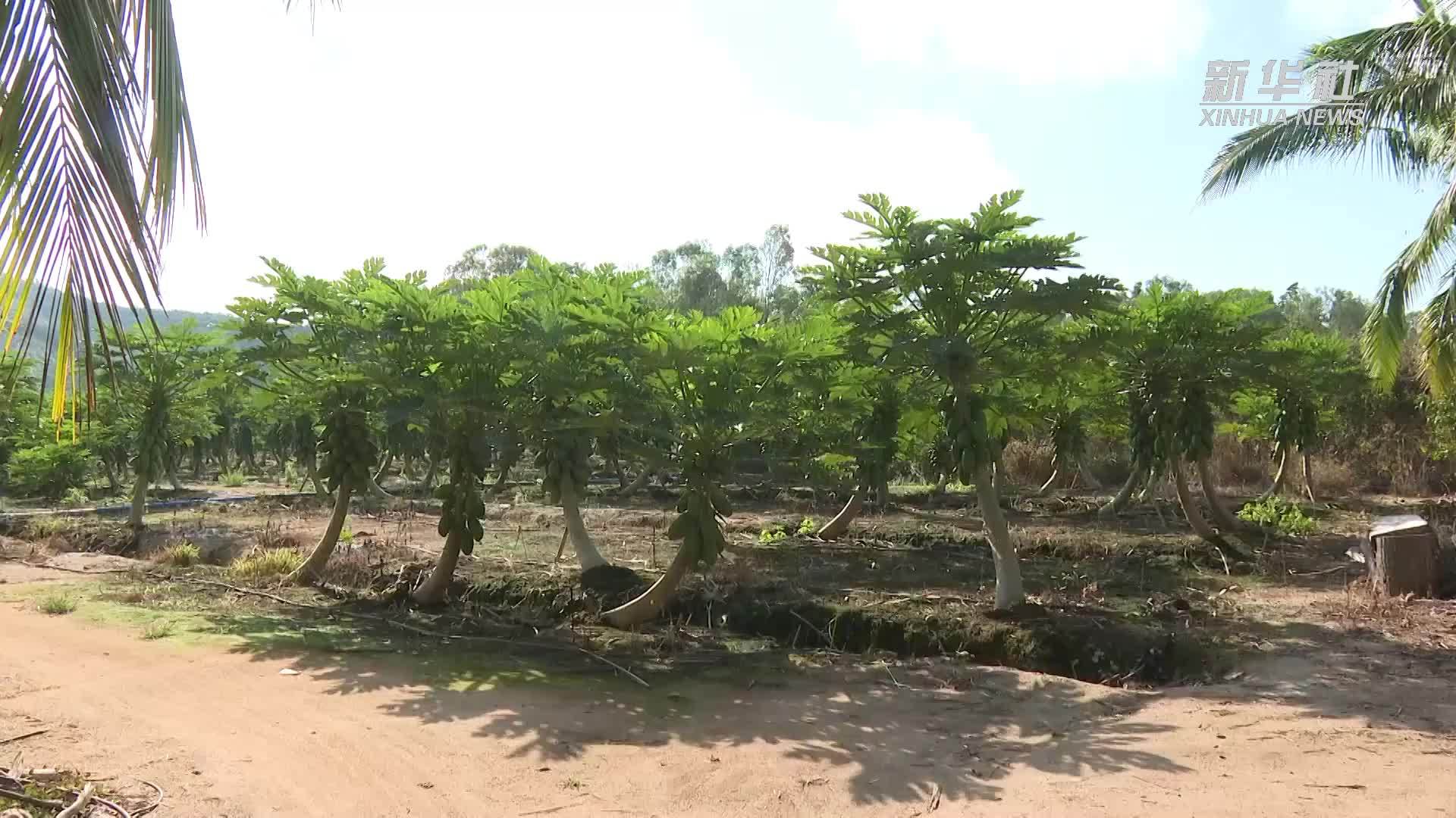 海南三亚：木瓜产销两旺