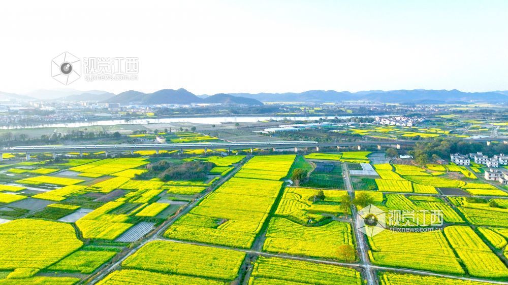江西分宜：高铁穿行花海（图）