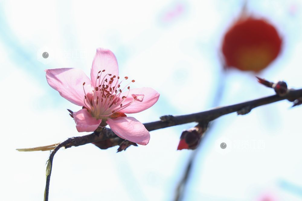 2026年3月15日,拍摄于江西省吉安市吉州区公园一角。阳光正好,桃花初绽,蜜蜂穿梭枝头,正在采撷春日第一缕甜香。