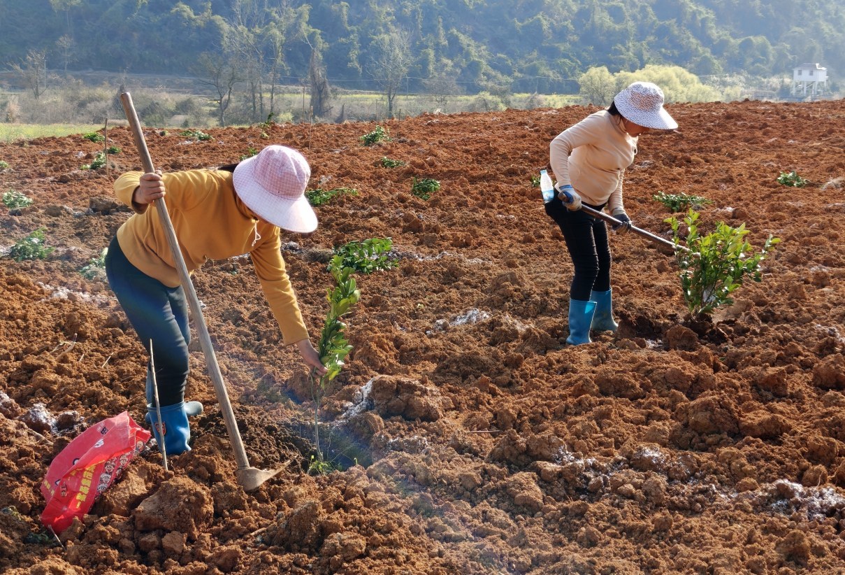 抢抓晴好天气，分宜村民栽种新余蜜桔树苗忙