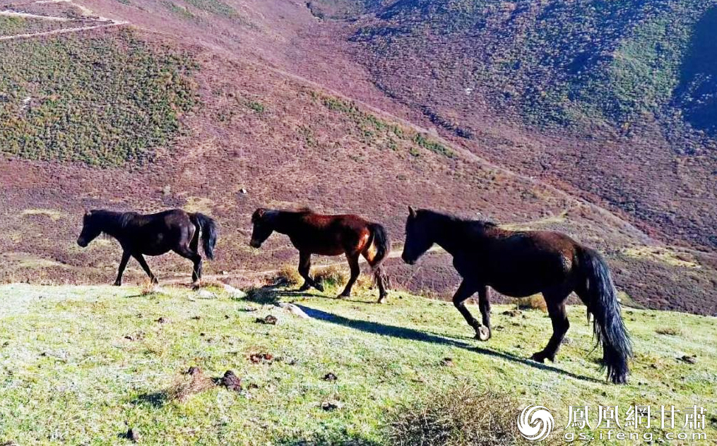 漫步于兰州市榆中县马衔山的马匹