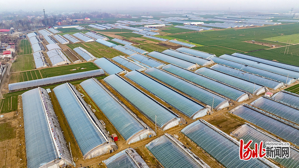 3月16日拍摄的馆陶县翟庄村黄瓜种植温室大棚。