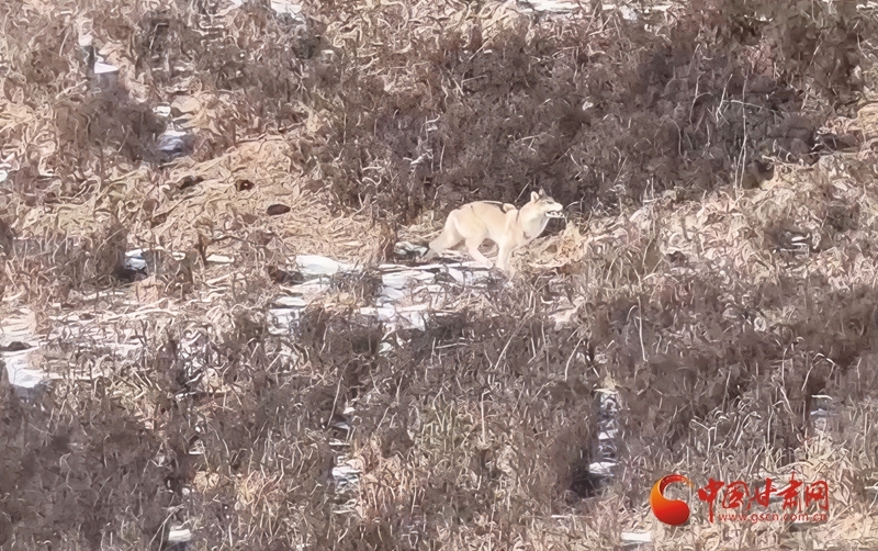 野生独狼现身祁连山