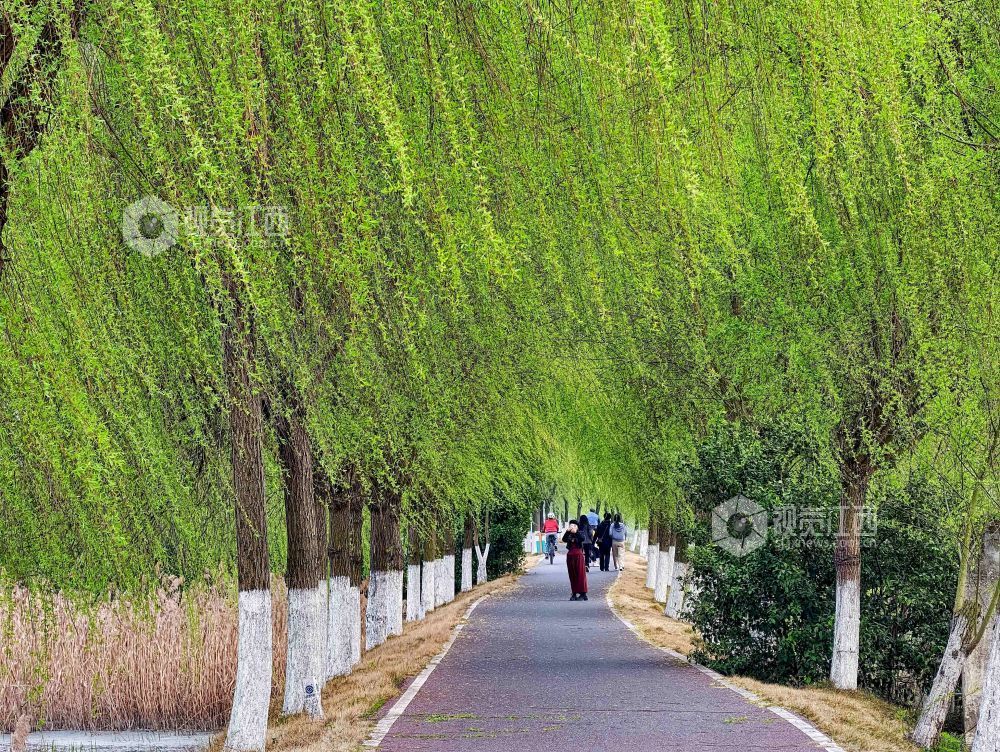 江西分宜：介溪湿地 春色宜人（图）