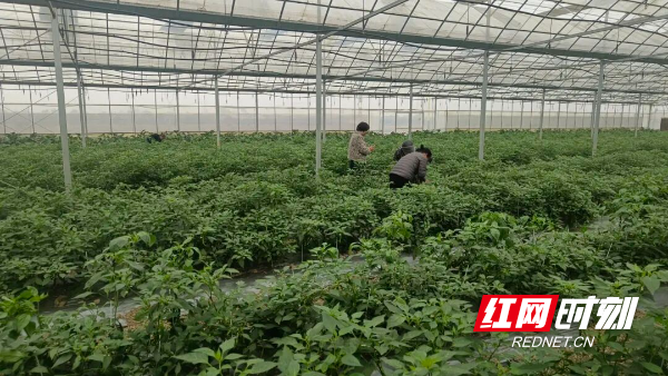 育秧大棚在农闲时期栽种辣椒苗。