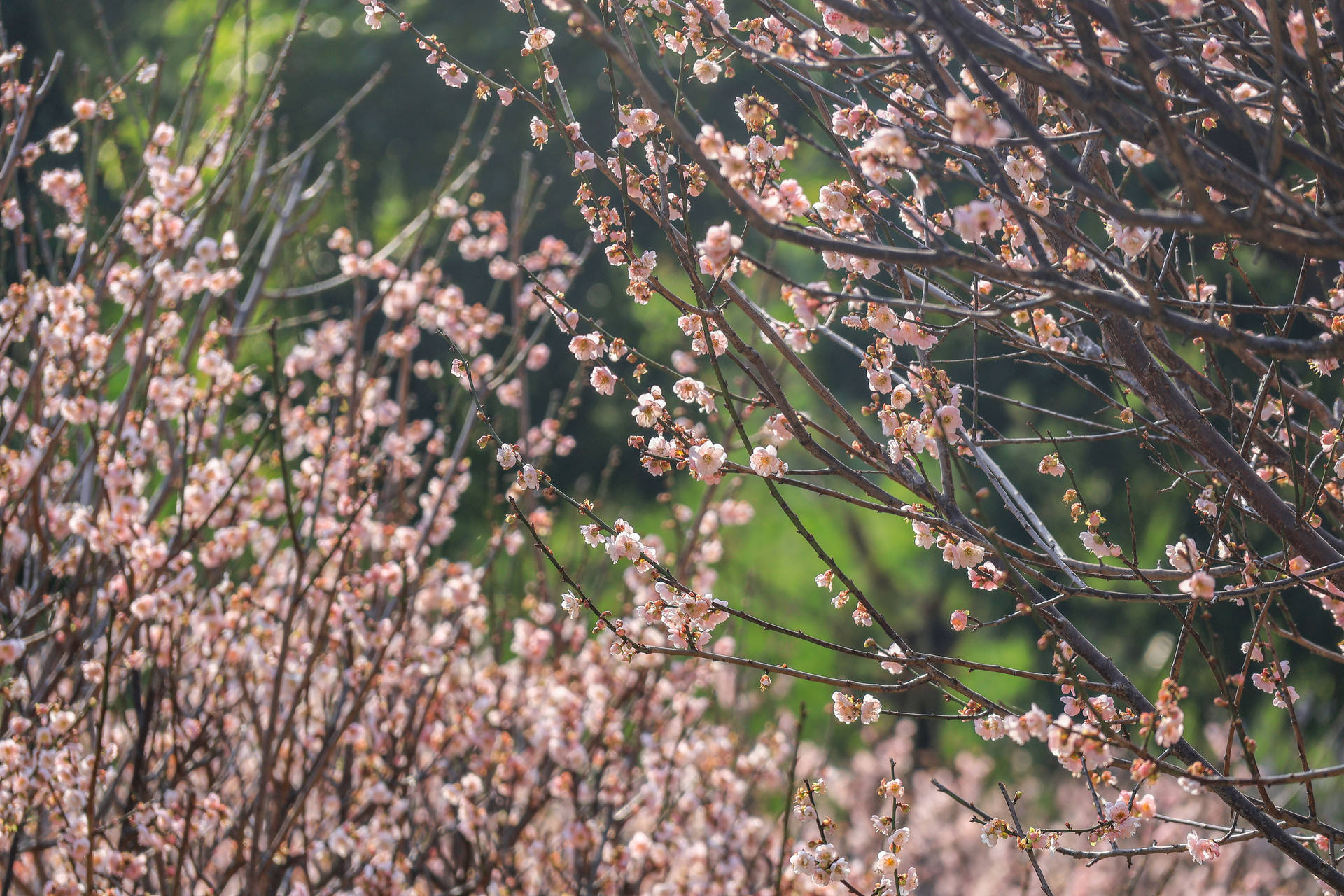 从“头回客”到“回头客”，青岛如何留住春日流量？