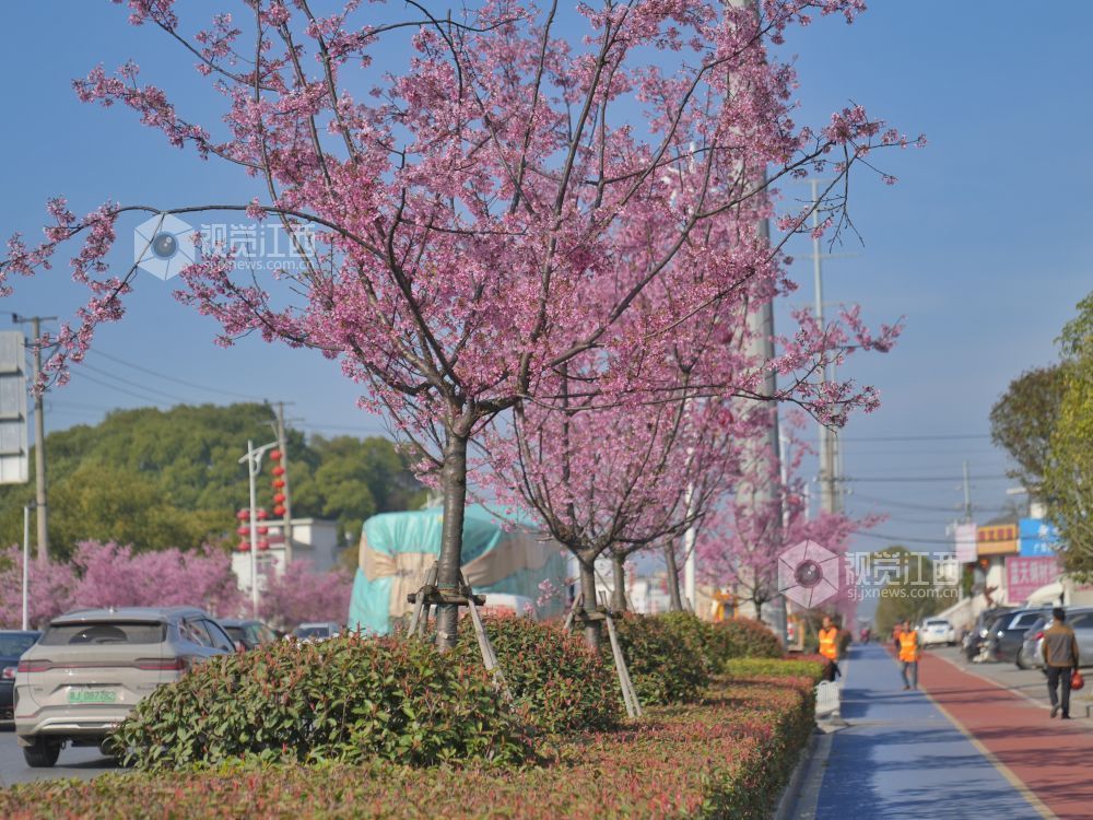 江西芦溪：樱花烂漫春光好（图）