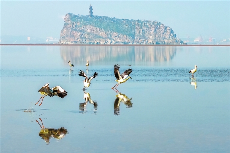 鄱阳湖湖口县水域：越冬候鸟陆续北迁（图）