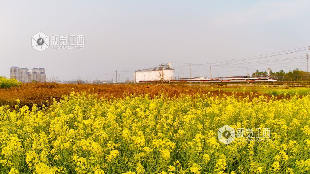 3月16日,在江西省吉安市泰和县境内,京九铁路旁百亩油菜花海金浪翻涌。