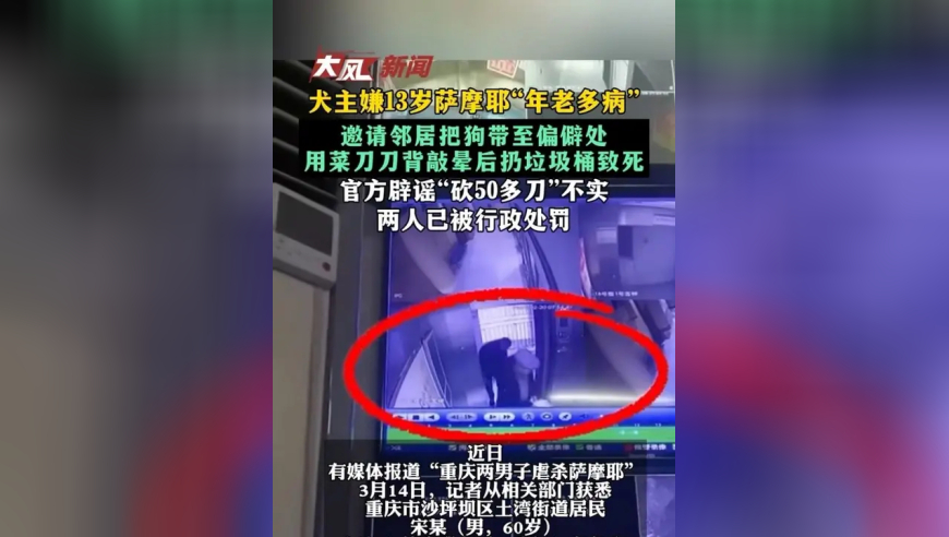 犬主嫌13岁萨摩耶“年老多病” 邀请邻居把狗带至偏僻处 用菜刀刀背敲晕后扔垃圾桶致死 官方辟谣“砍50多刀”不实 两人已被行政处罚