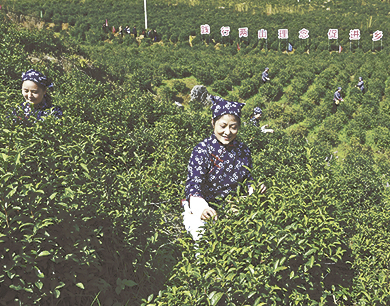 铅山县：采摘春茶
