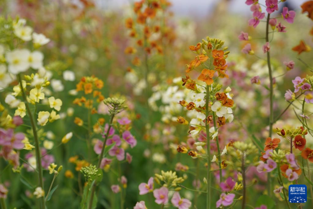 这是3月15日拍摄的彩色油菜花。