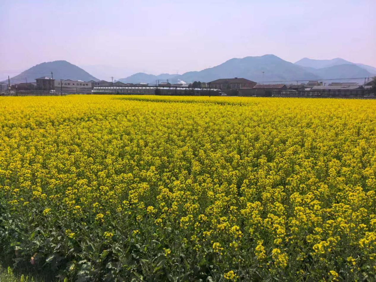 油菜花海。