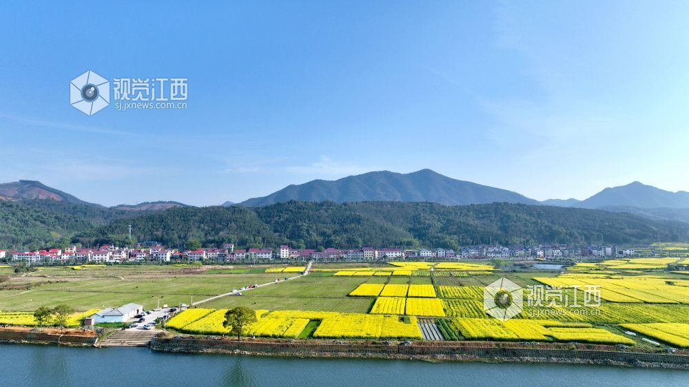 江西分宜：油菜花开 春满大地（图）