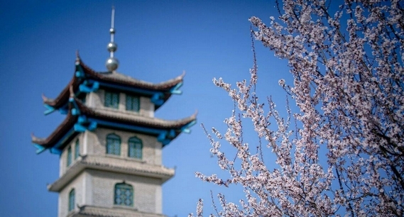 春日枣庄台儿庄古城百花盛开如诗如画