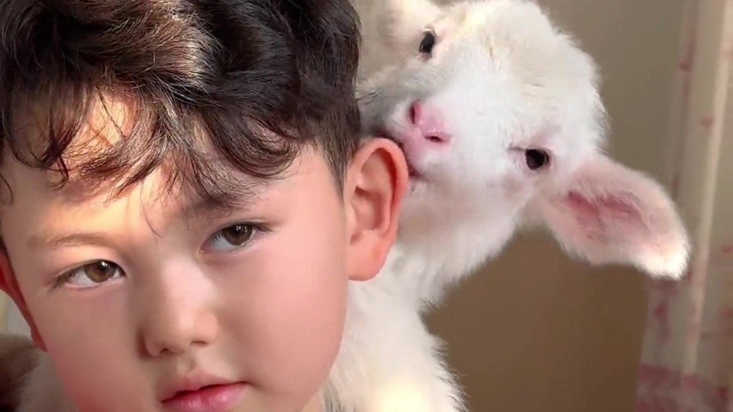 “小羊肉串”当宠物是啥体验　西北萌物同框可爱到犯规