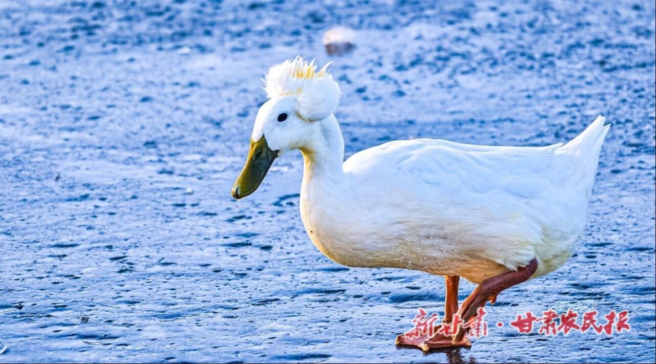 lQDPJxoYFhjrqhHNAsfNBP-wgO-ykJRFoFgJhwgq4ihaAA_1279_711