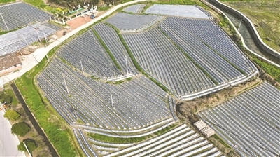 贵溪市：紫山药春种正当时（图）