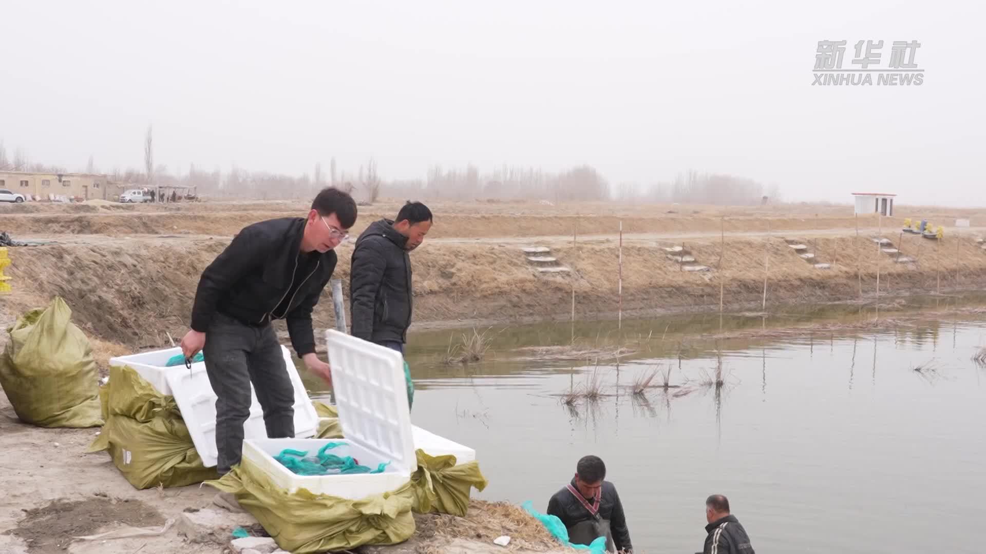 18万只蟹苗“安家”塔克拉玛干沙漠