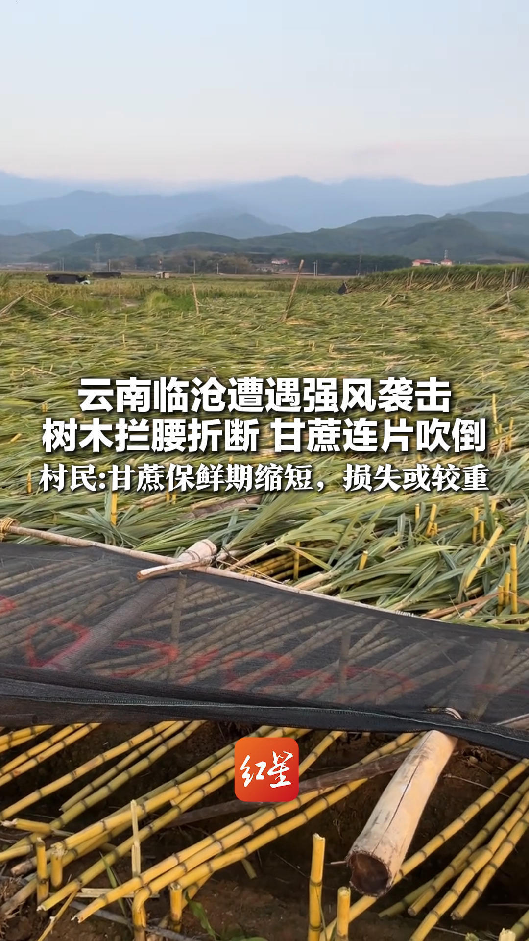 云南临沧遭遇强风袭击 树木拦腰折断 甘蔗连片吹倒 村民：甘蔗保鲜期缩短，损失或较重 当地紧急抢通道路