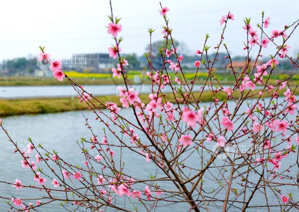 江西分宜：介溪湿地 春色宜人（图）