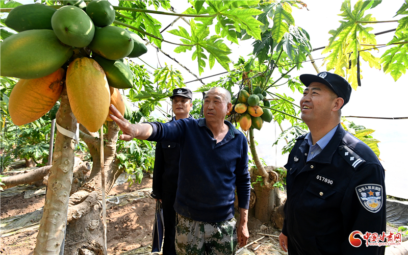 图为红古分局花庄派出所民辅警在种植园了解作物长势情况