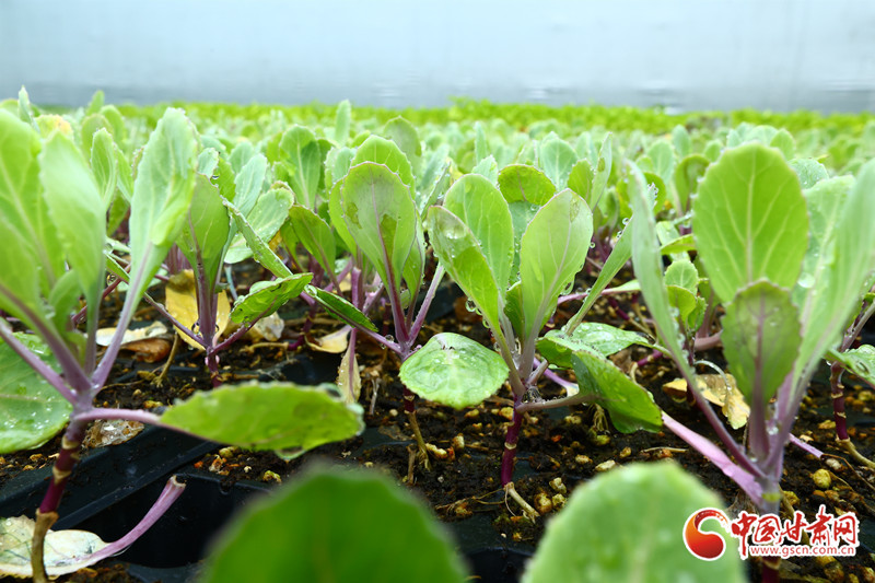 温室大棚内的优质种苗长势喜人