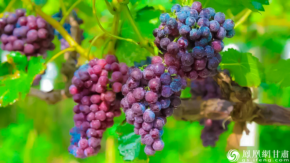 清池葡萄品质上乘、美味可口,能健脾和胃、生津消暑,除了鲜吃、榨汁,还可以酿酒。图源自武山县人民政府官网