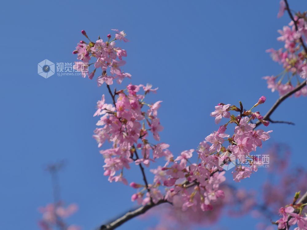 江西芦溪：樱花烂漫春光好（图）