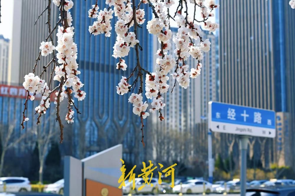 济南经十路最美杏花绽放 绘就城市春色