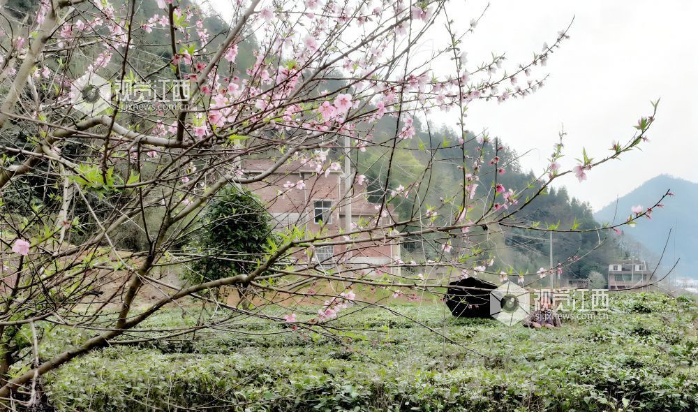 2026年3月17日，随着气温持续回升，江西省吉安市遂川县万亩茶园迎来春茶采摘季。