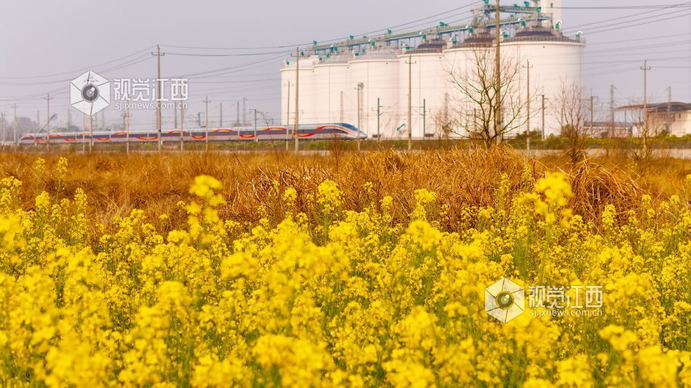 3月16日,在江西省吉安市泰和县境内,京九铁路旁百亩油菜花海金浪翻涌。