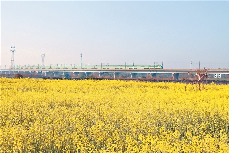 赣江新区：花田间穿行（图）