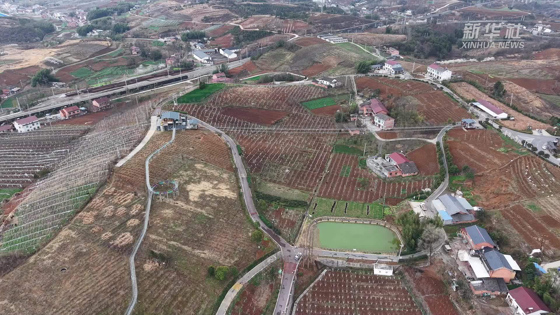 陕西石泉：人勤春来早 桑园风光好