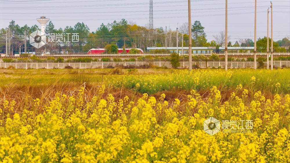 3月16日,在江西省吉安市泰和县境内,京九铁路旁百亩油菜花海金浪翻涌。