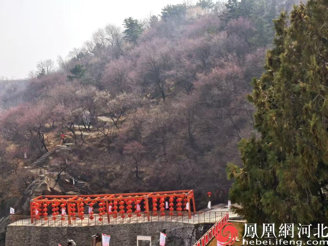 赞皇棋盘山杏花节开幕,山间春意浓厚 安博宇摄