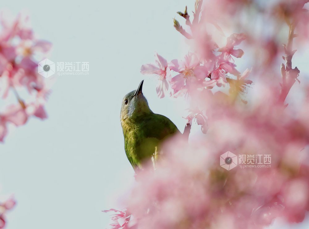 江西分宜：枝头春意浓 灵鸟花间戏（图）