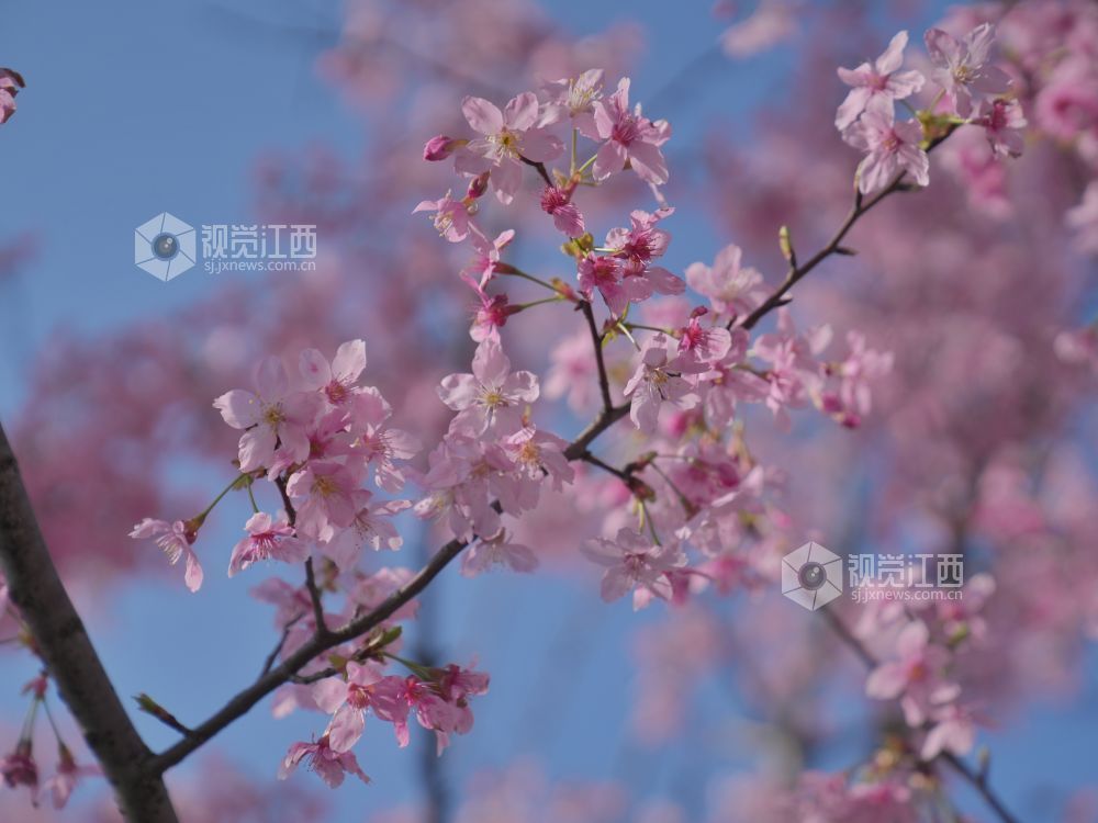 江西芦溪：樱花烂漫春光好（图）